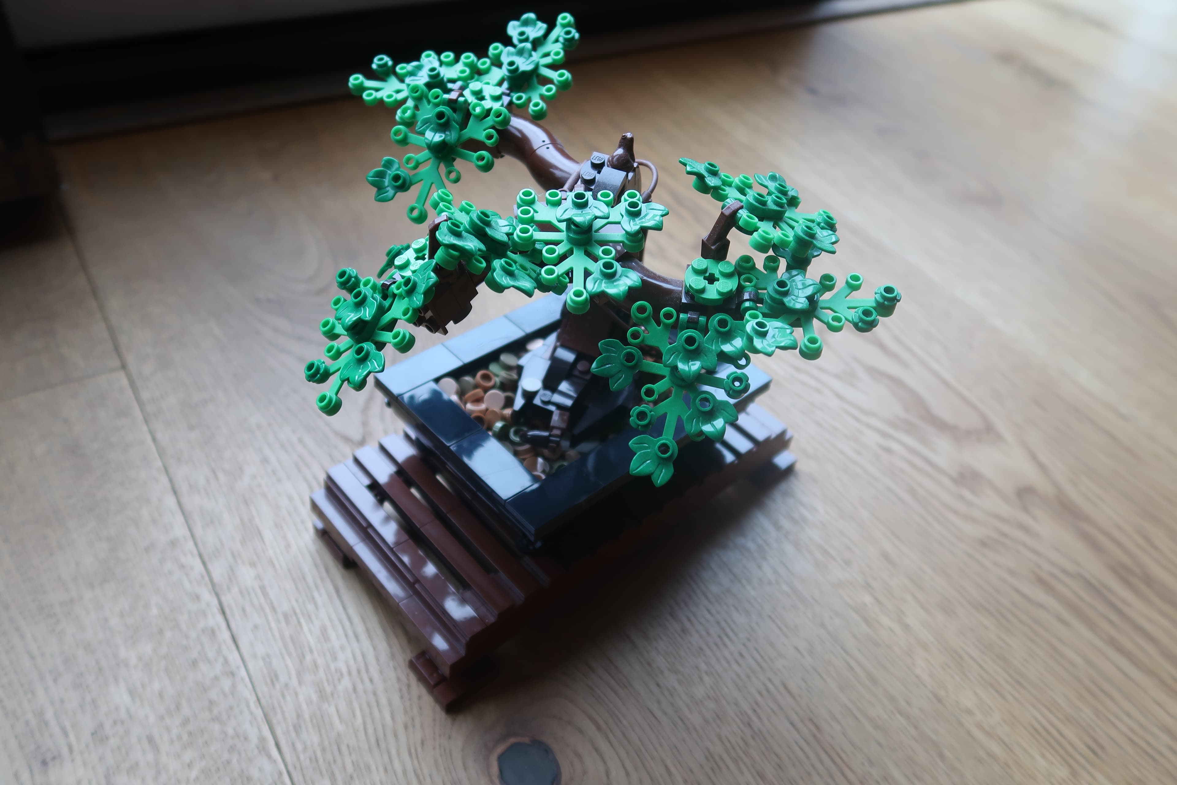 Bonsai Tree